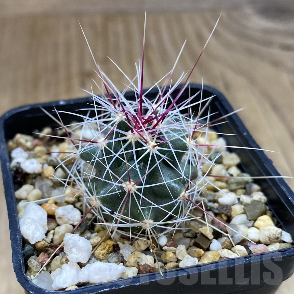 SHPR38963 Ferocactus haematacanthus -El Amparo- – Image 2