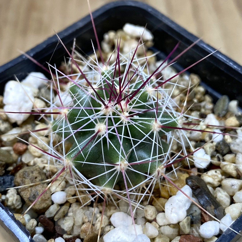 SHPR38964 Ferocactus haematacanthus -El Amparo-