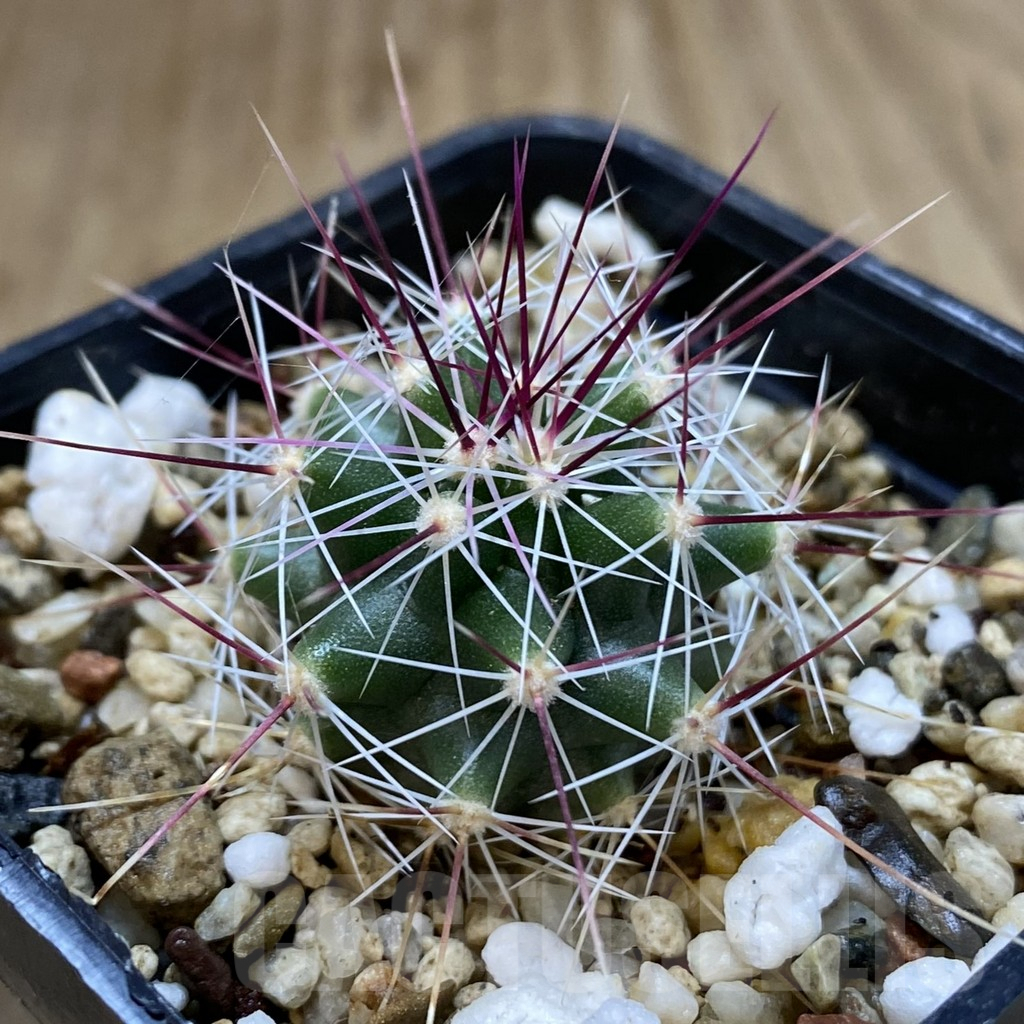 SHPR38964 Ferocactus haematacanthus -El Amparo- - immagine 2