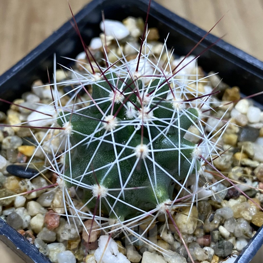 SHPR38965 Ferocactus haematacanthus -El Amparo-