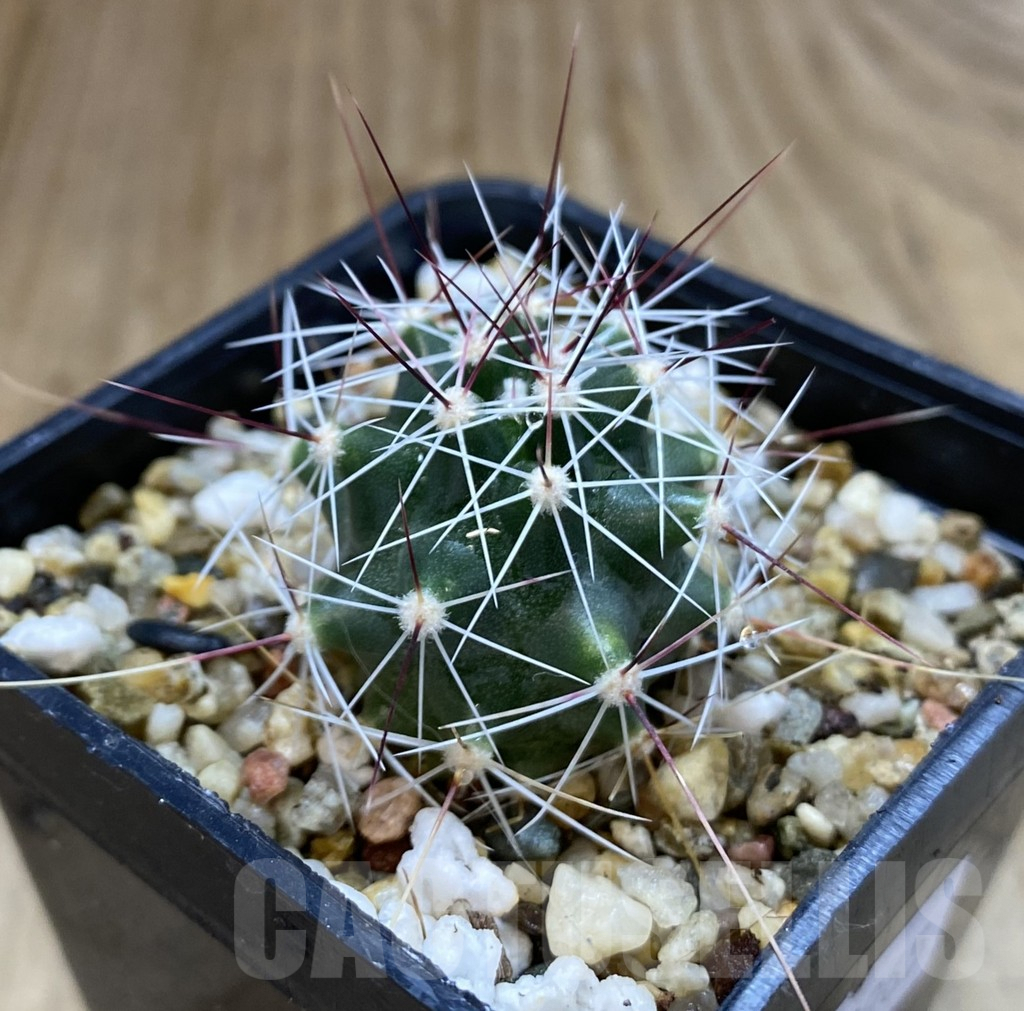 SHPR38965 Ferocactus haematacanthus -El Amparo- - immagine 2