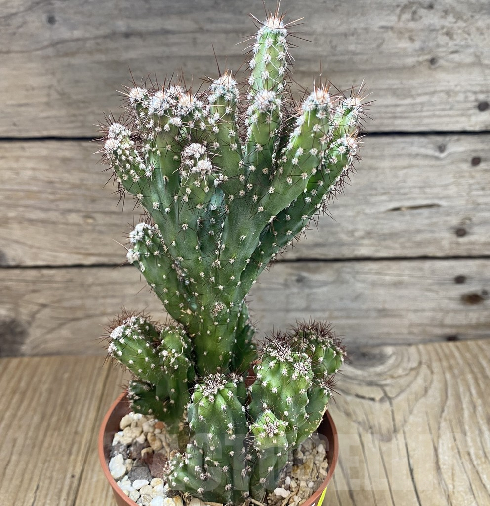 SHPR38940 Cereus peruvianus f. mostruosa cristata - immagine 2