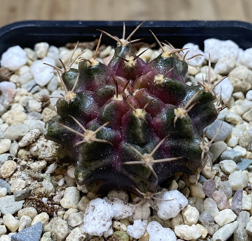 SHPR39065 Gymnocalycium mihanovichii ‘Purple Nebula’ - Image 2