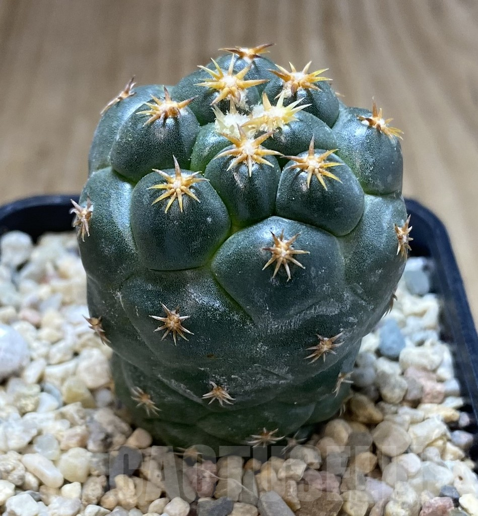 SHPR39021 Coryphantha elephantidens ‘Titan’ - Зображення 2