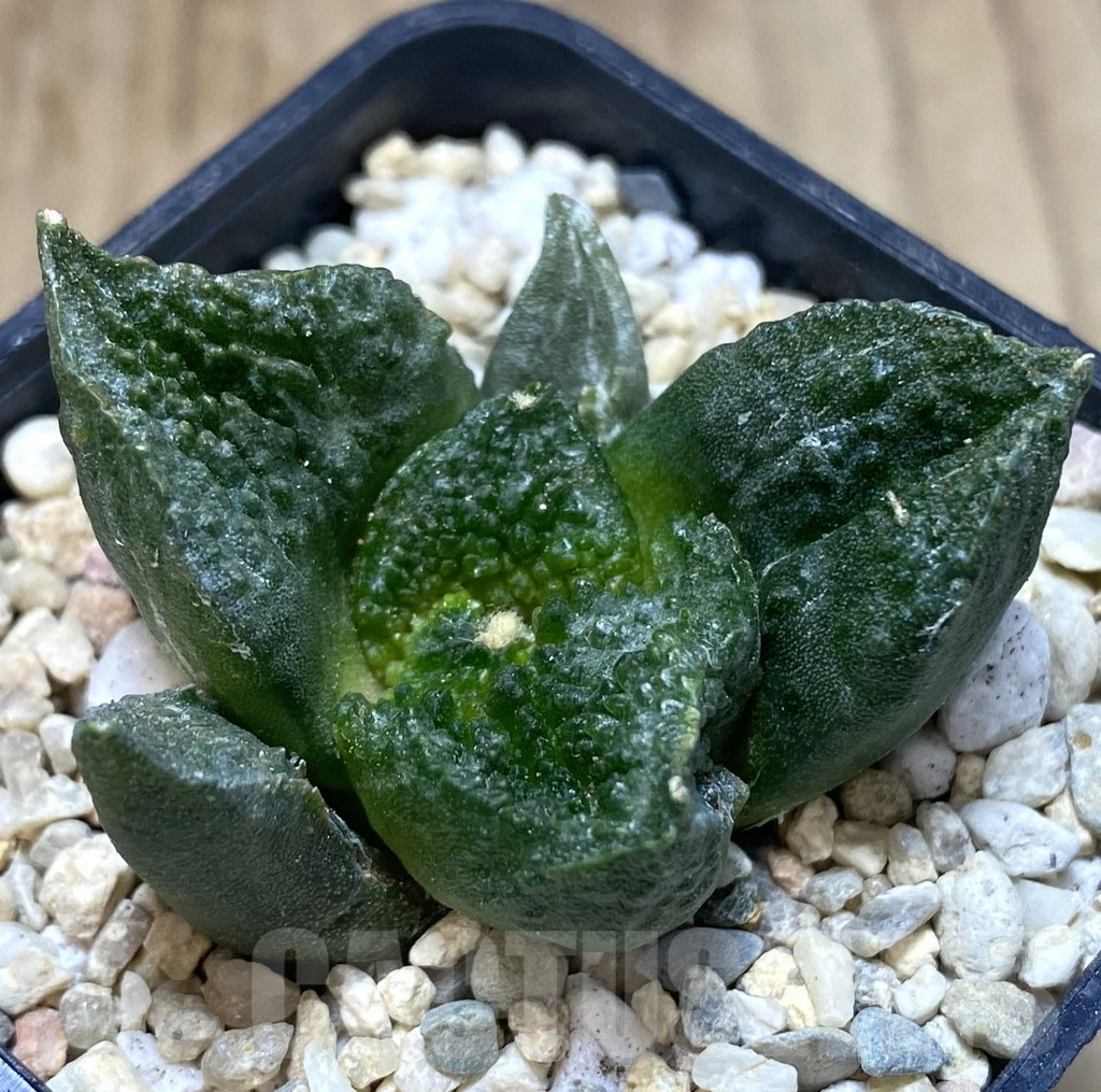 SHPR39072 Ariocarpus fissuratus “Godzilla” Big Tay form seedling