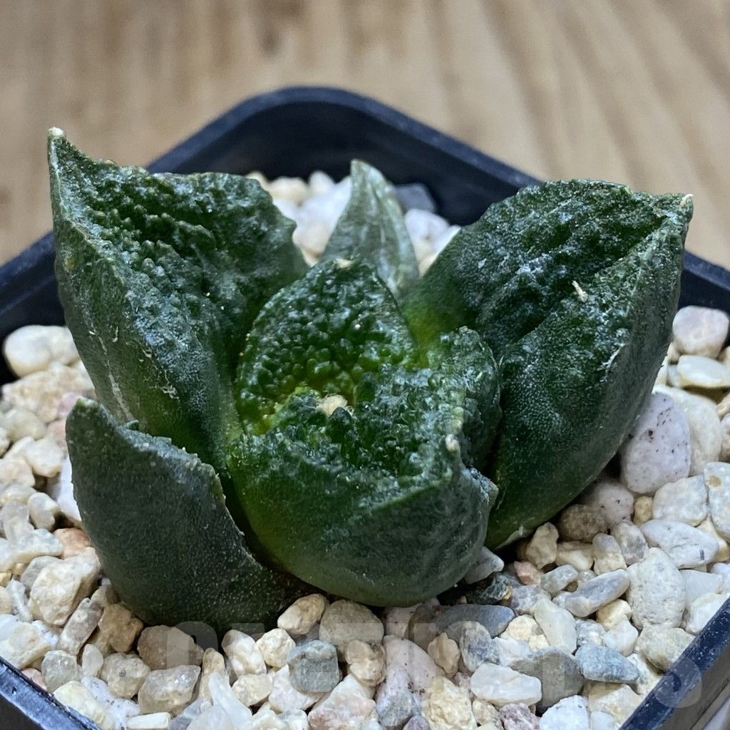 SHPR39072 Ariocarpus fissuratus “Godzilla” Big Tay form seedling - Image 2
