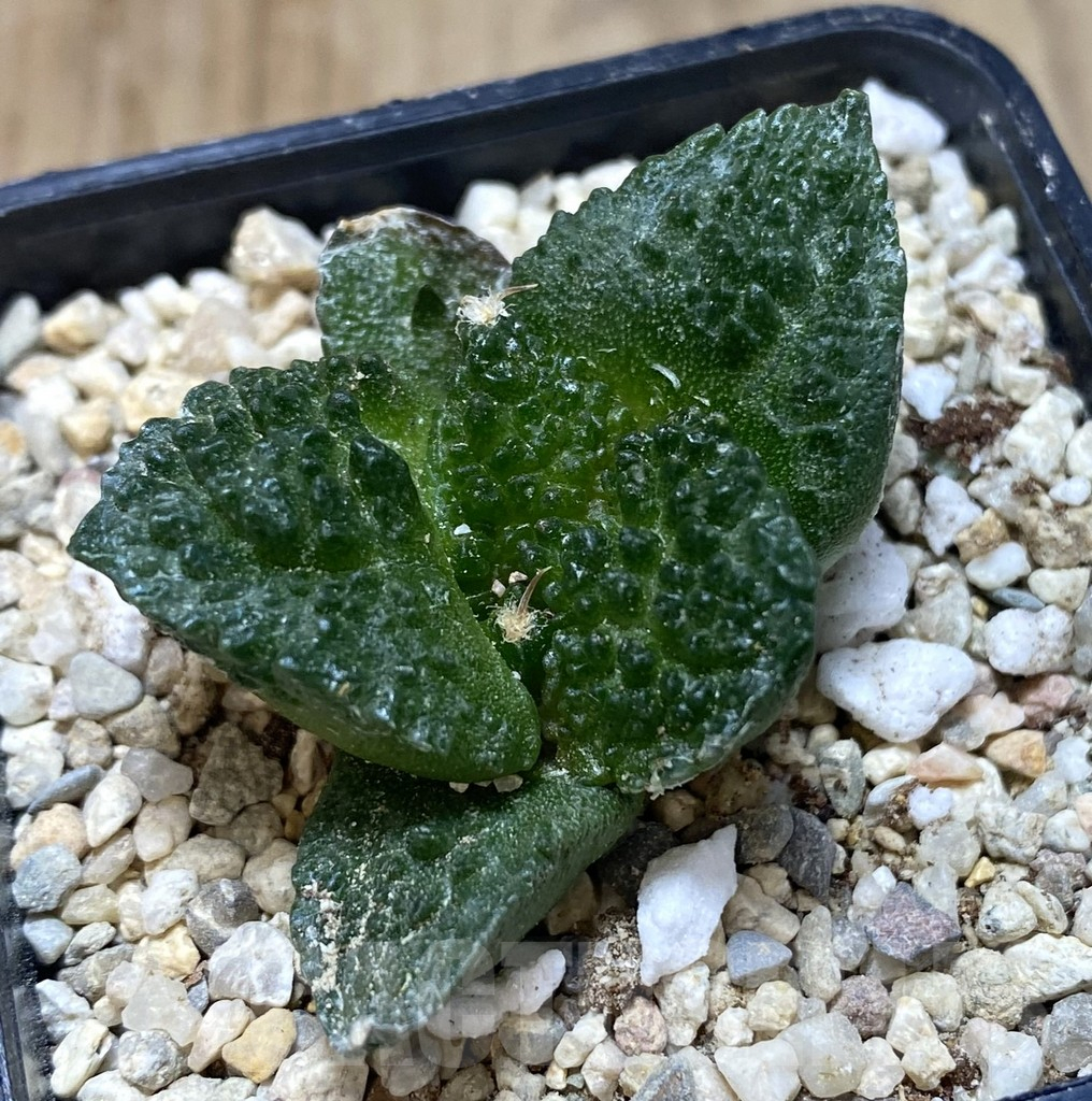 SHPR39073 Ariocarpus fissuratus “Godzilla” Big Tay form seedling