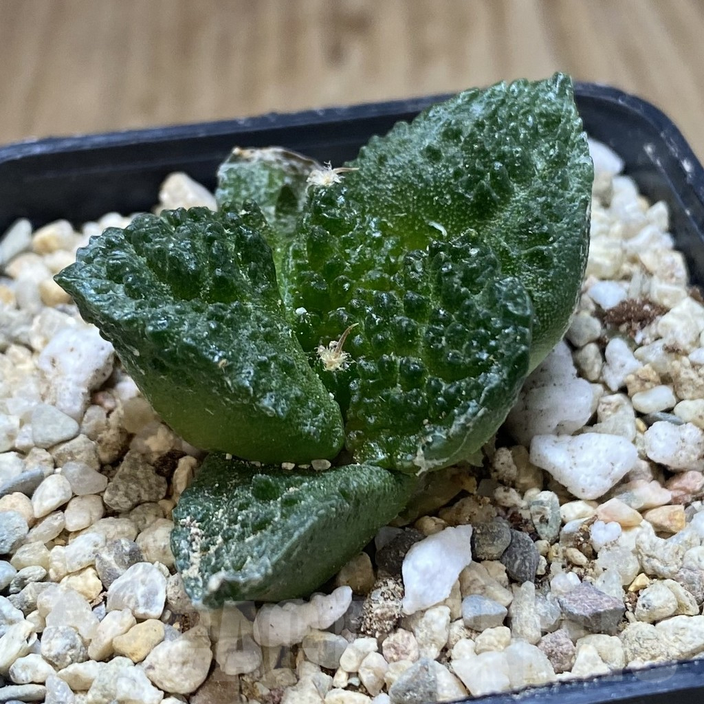 SHPR39073 Ariocarpus fissuratus “Godzilla” Big Tay form seedling - Image 2