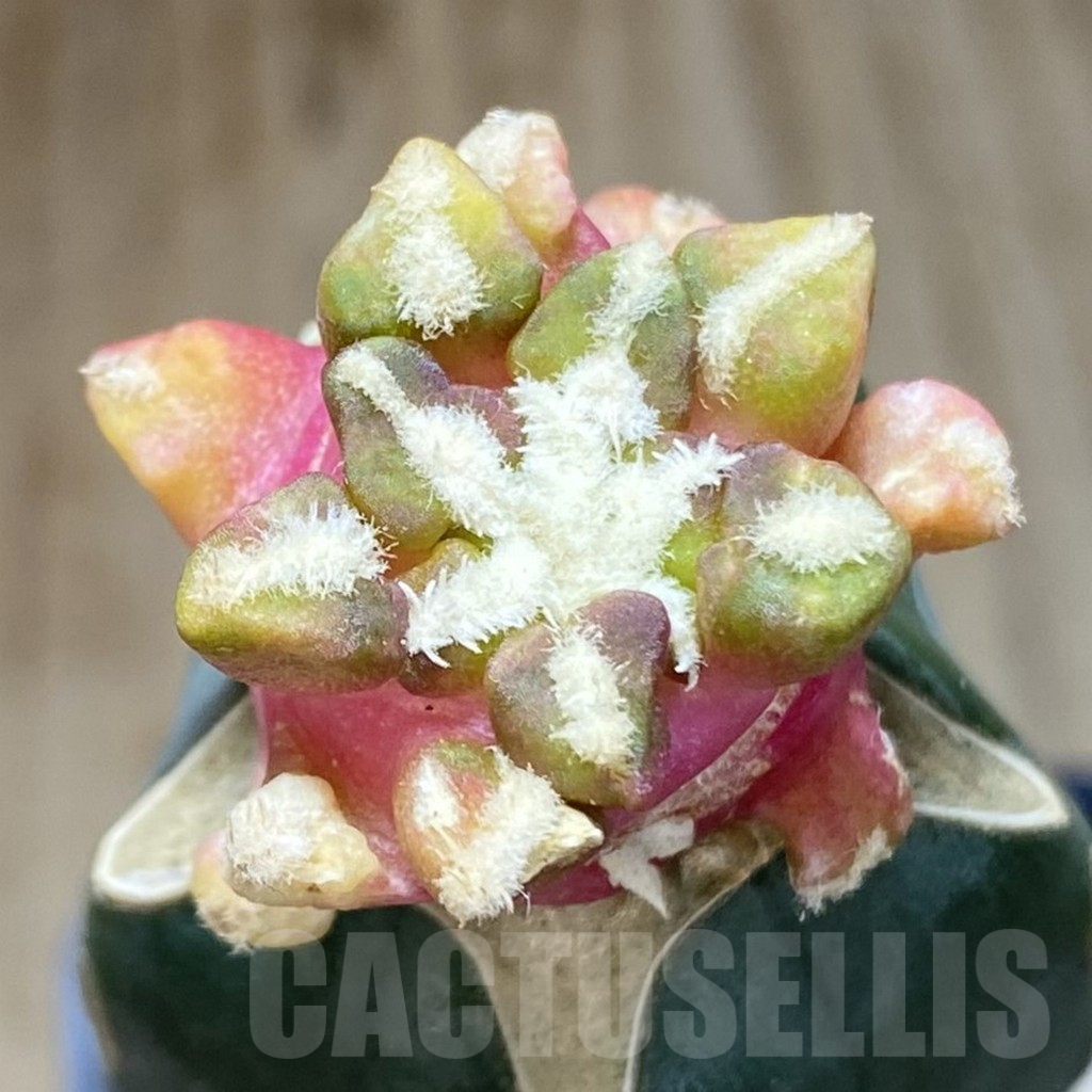 SHPR39074 Ariocarpus kotschoubeyanus hybrid f. variegata, grafted