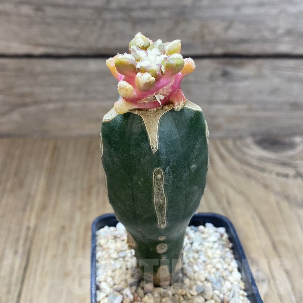 SHPR39074 Ariocarpus kotschoubeyanus hybrid f. variegata, grafted - Imagen 2