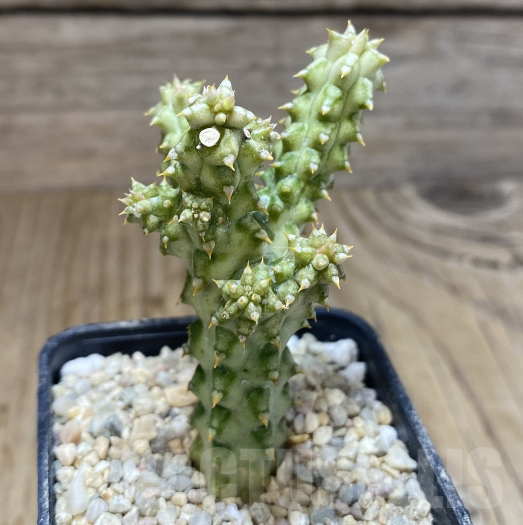 SHPR39075 Edithcolea grandis -Somalia-