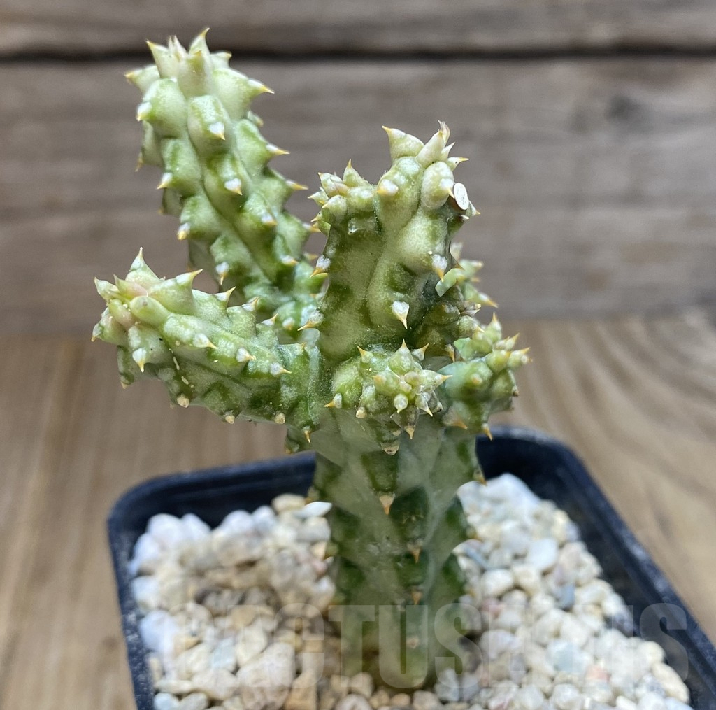 SHPR39075 Edithcolea grandis -Somalia- - Image 2