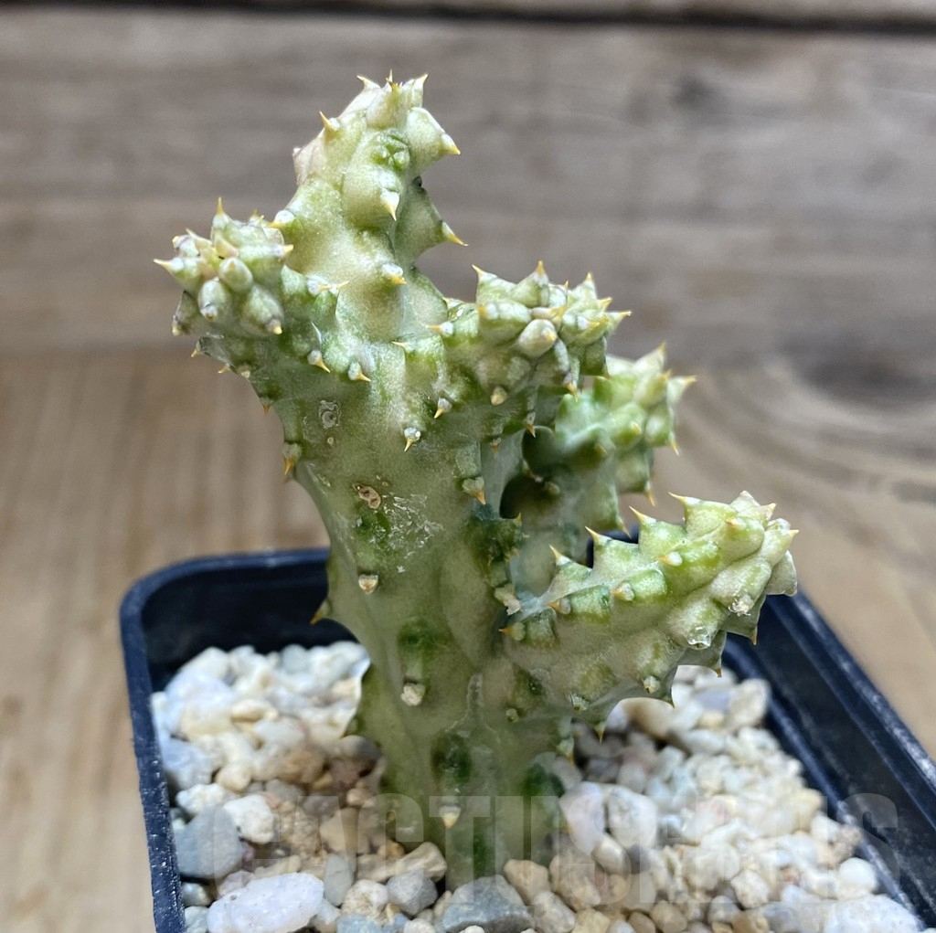 SHPR39076 Edithcolea grandis -Somalia- - Image 2