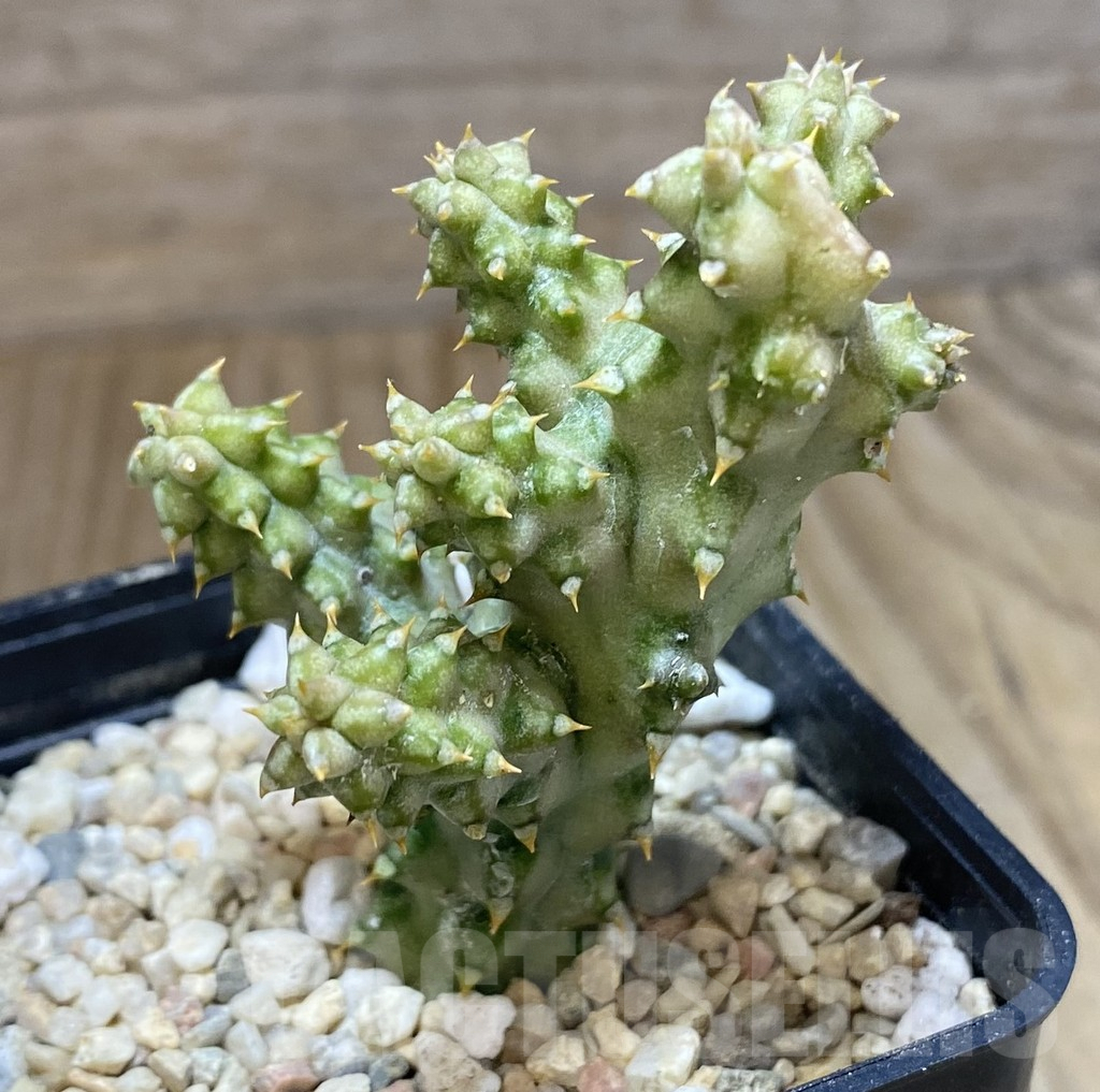 SHPR39076 Edithcolea grandis -Somalia-