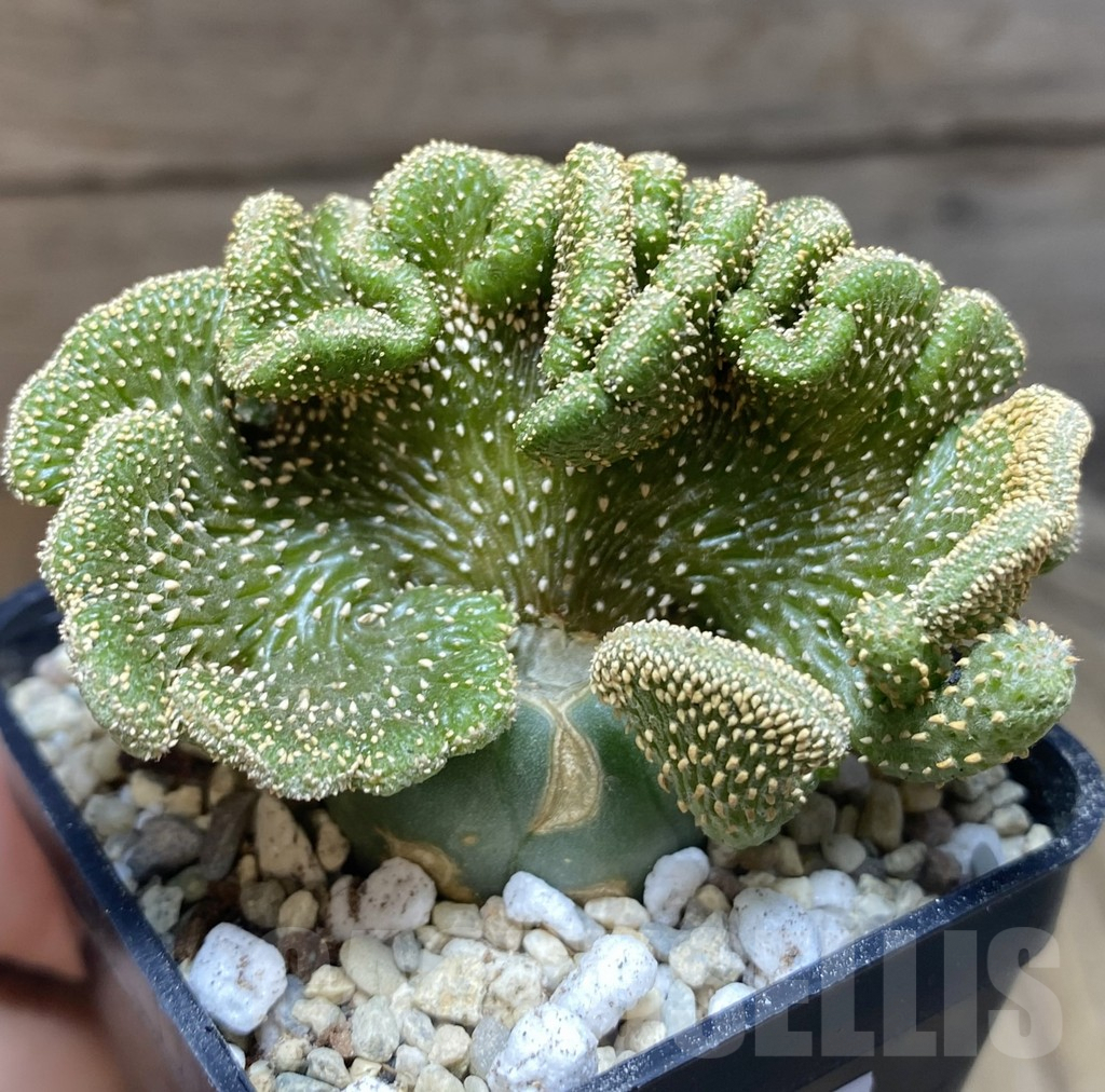 SHPR39077 Geohintonia mexicana f. cristata, grafted