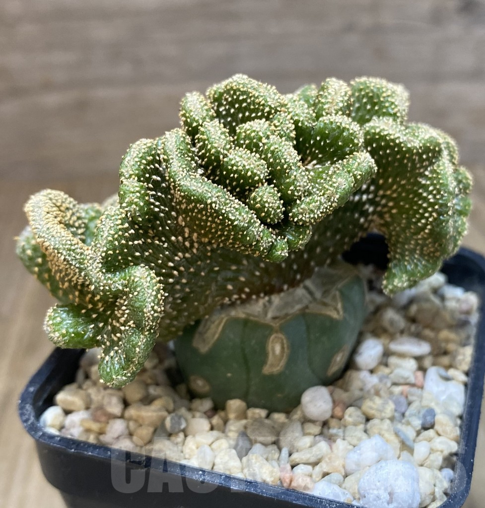 SHPR39077 Geohintonia mexicana f. cristata, grafted - Image 2