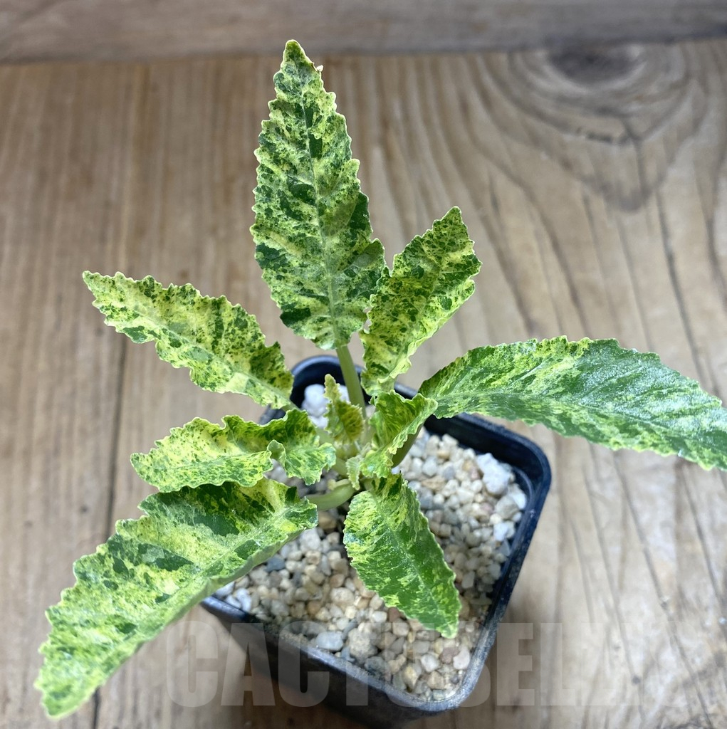 SHPR39079 Dorstenia hybrid f. variegata