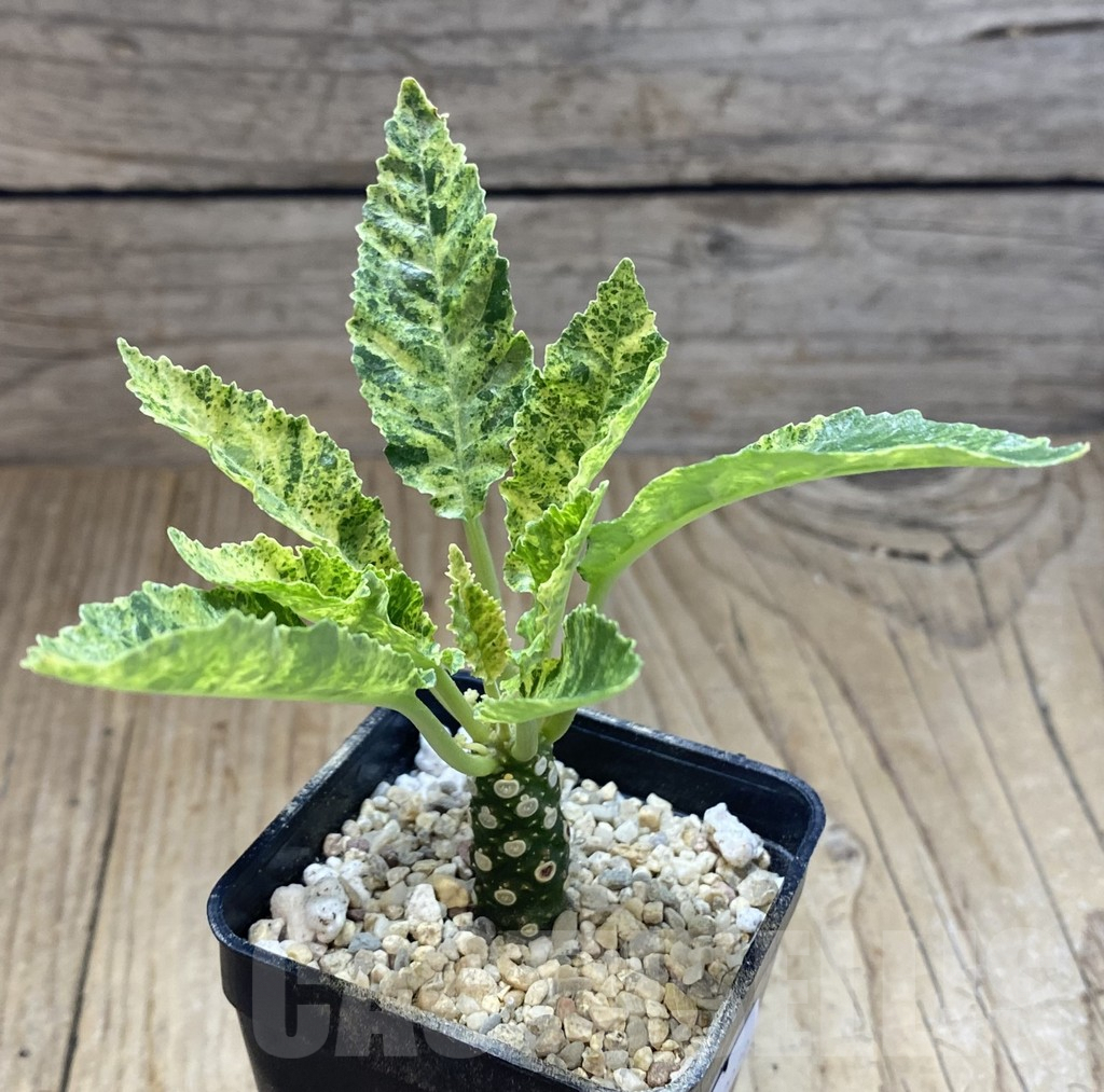 SHPR39079 Dorstenia hybrid f. variegata - Image 2