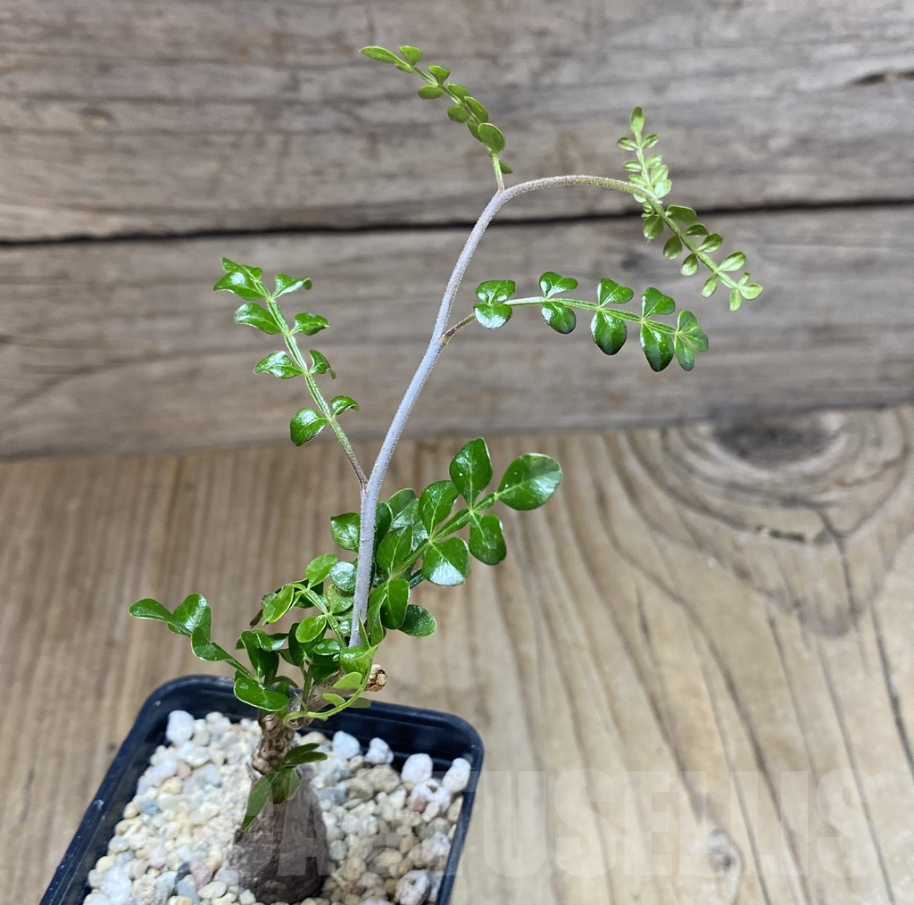 SHPR39080 Operculicarya decaryi - Image 2