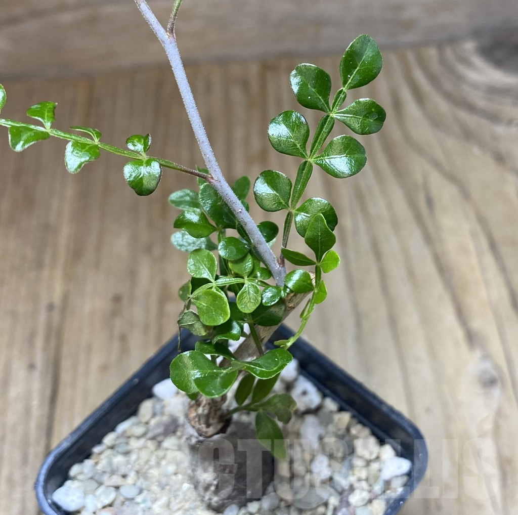 SHPR39080 Operculicarya decaryi