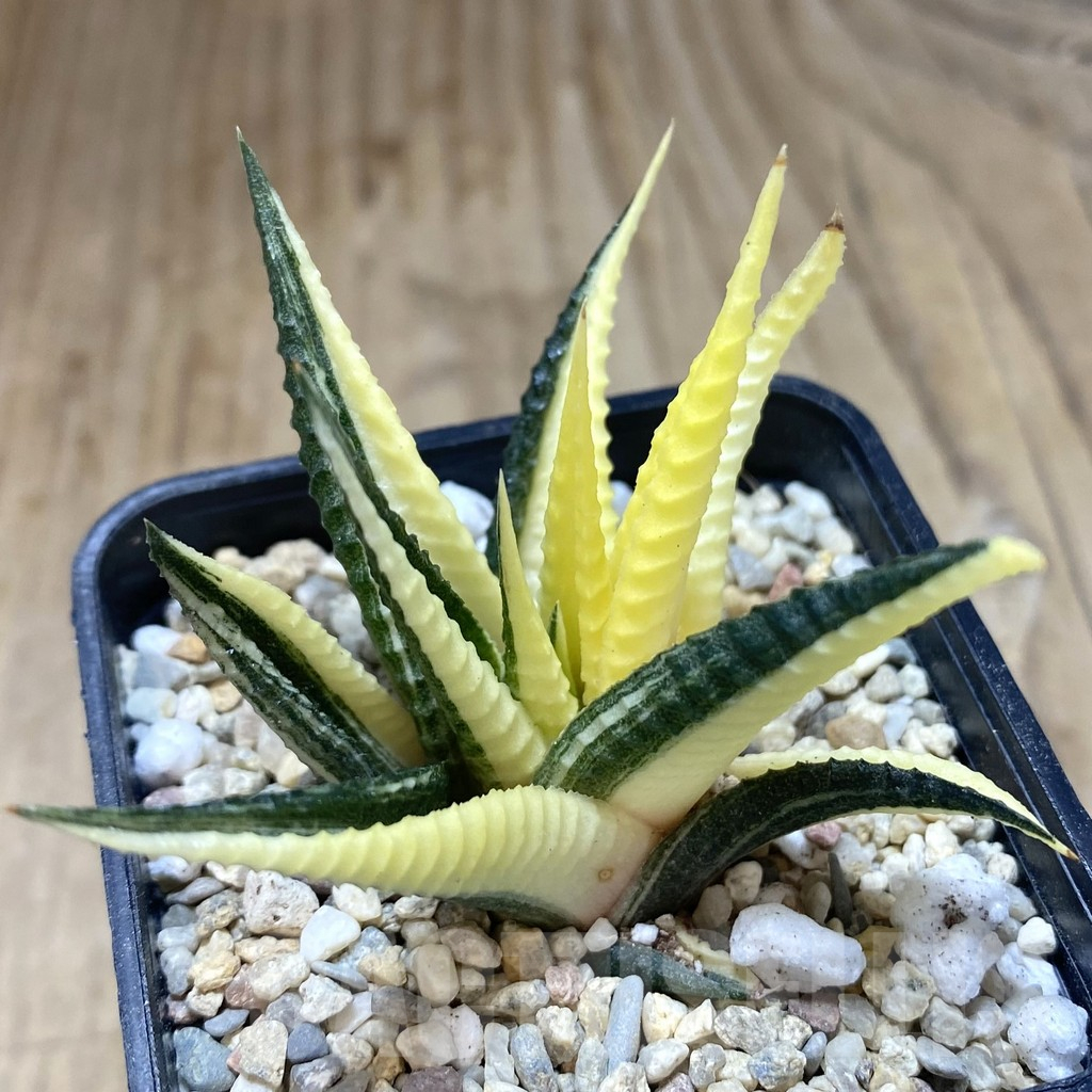 SHPR39038 Haworthia limifolia hybrid f. variegata, without roots