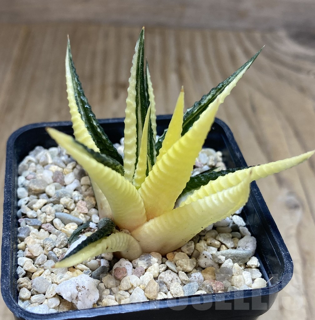 SHPR39038 Haworthia limifolia hybrid f. variegata, without roots - Obrázek 2