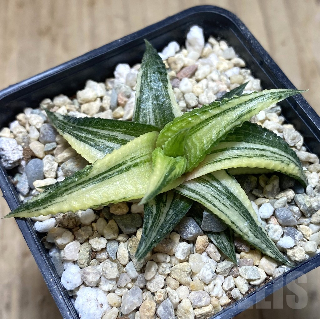 SHPR39039 Haworthia limifolia hybrid f. variegata, without roots