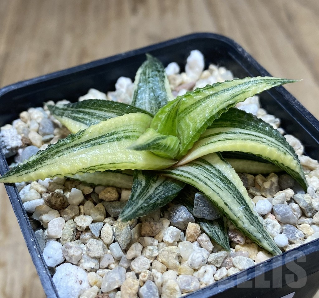 SHPR39039 Haworthia limifolia hybrid f. variegata, without roots - Image 2