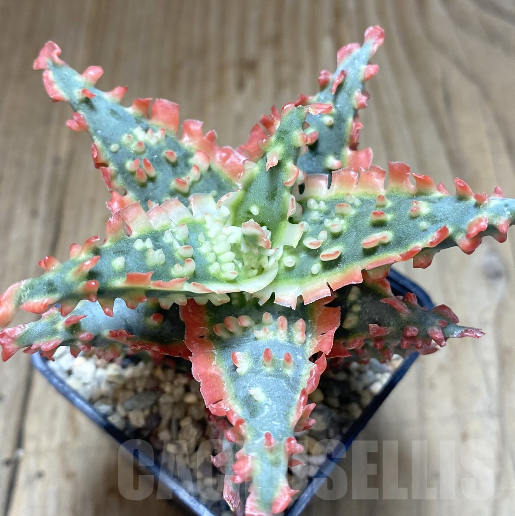 SHPR39040 Aloe TCT - 画像 (2)