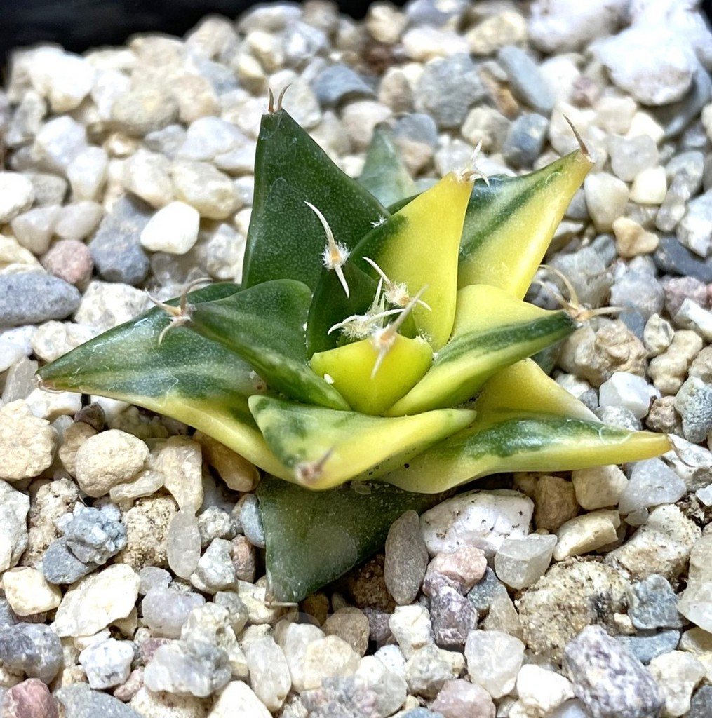 SHPR39041 Obregonia denegrii f. variegata