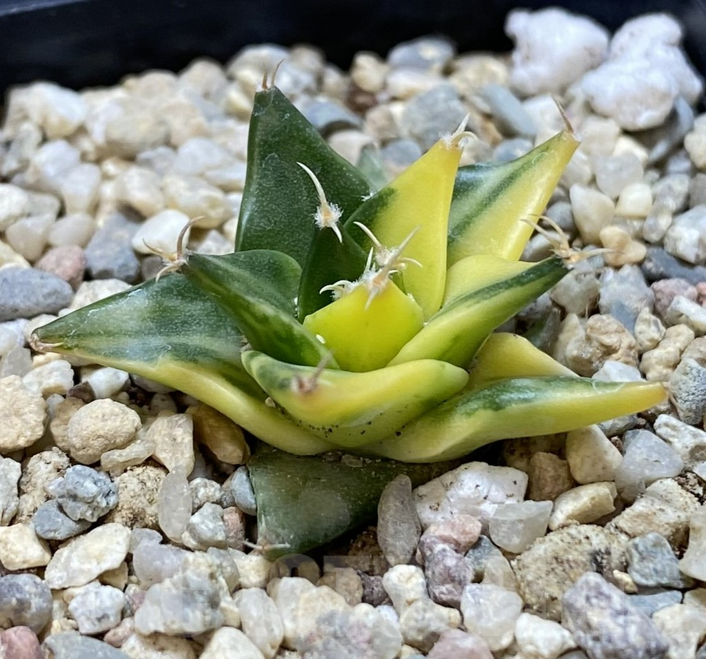 SHPR39041 Obregonia denegrii f. variegata - 画像 (2)