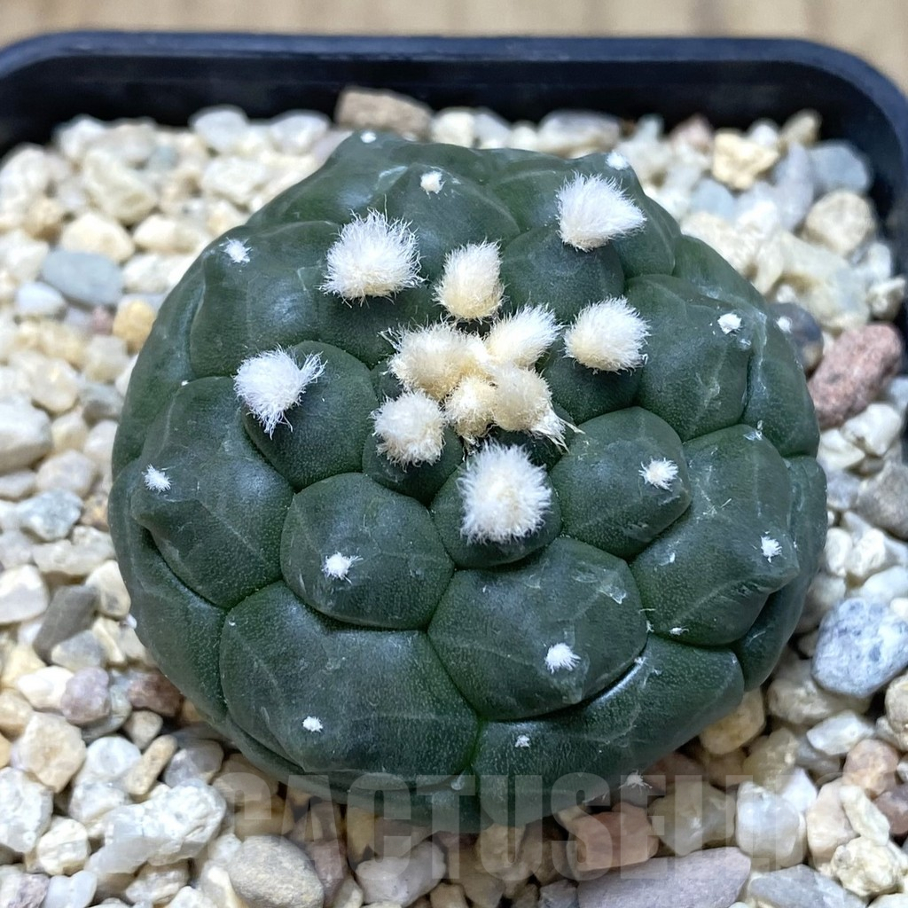 SHPR39046 Astrophytum asterias ‘Kikko’