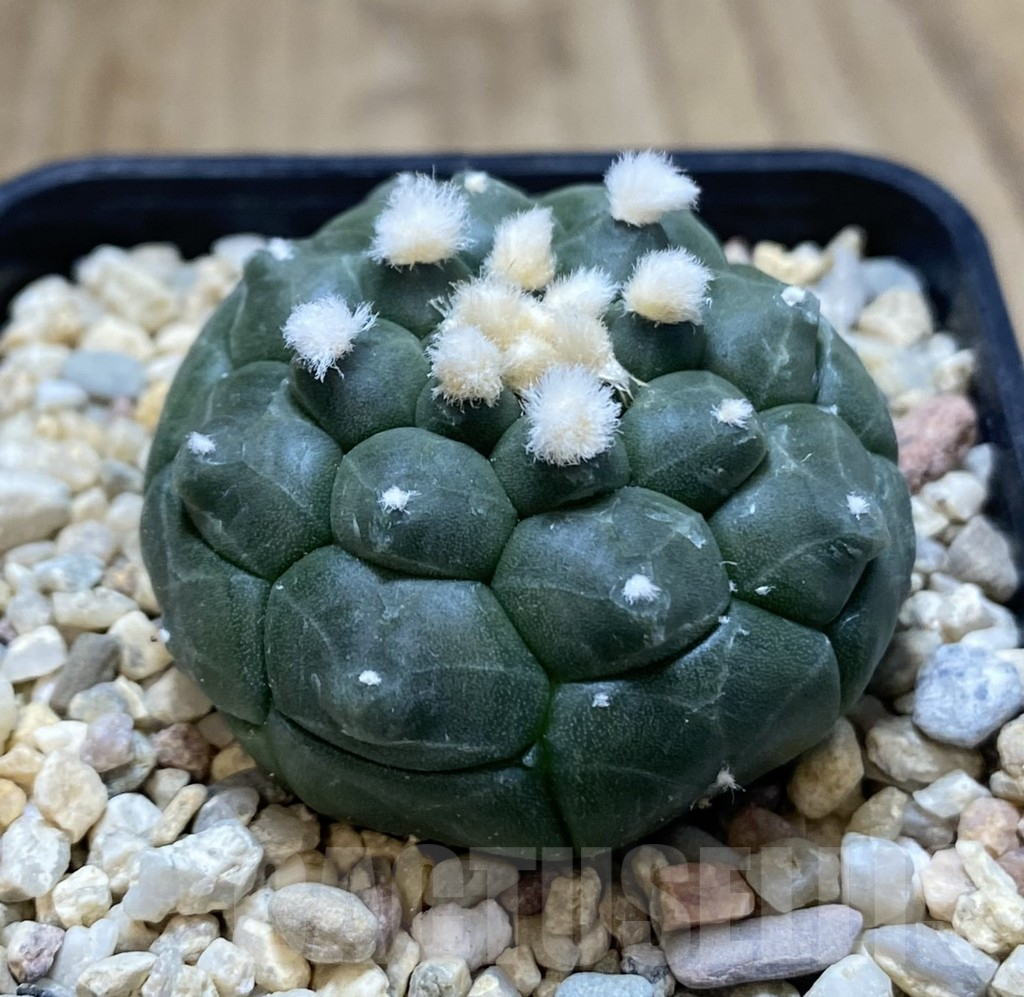 SHPR39046 Astrophytum asterias ‘Kikko’ - 画像 (2)