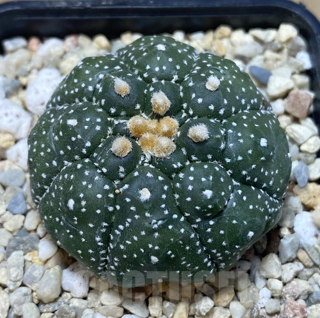 SHPR39047 Astrophytum asterias ‘Kikko’