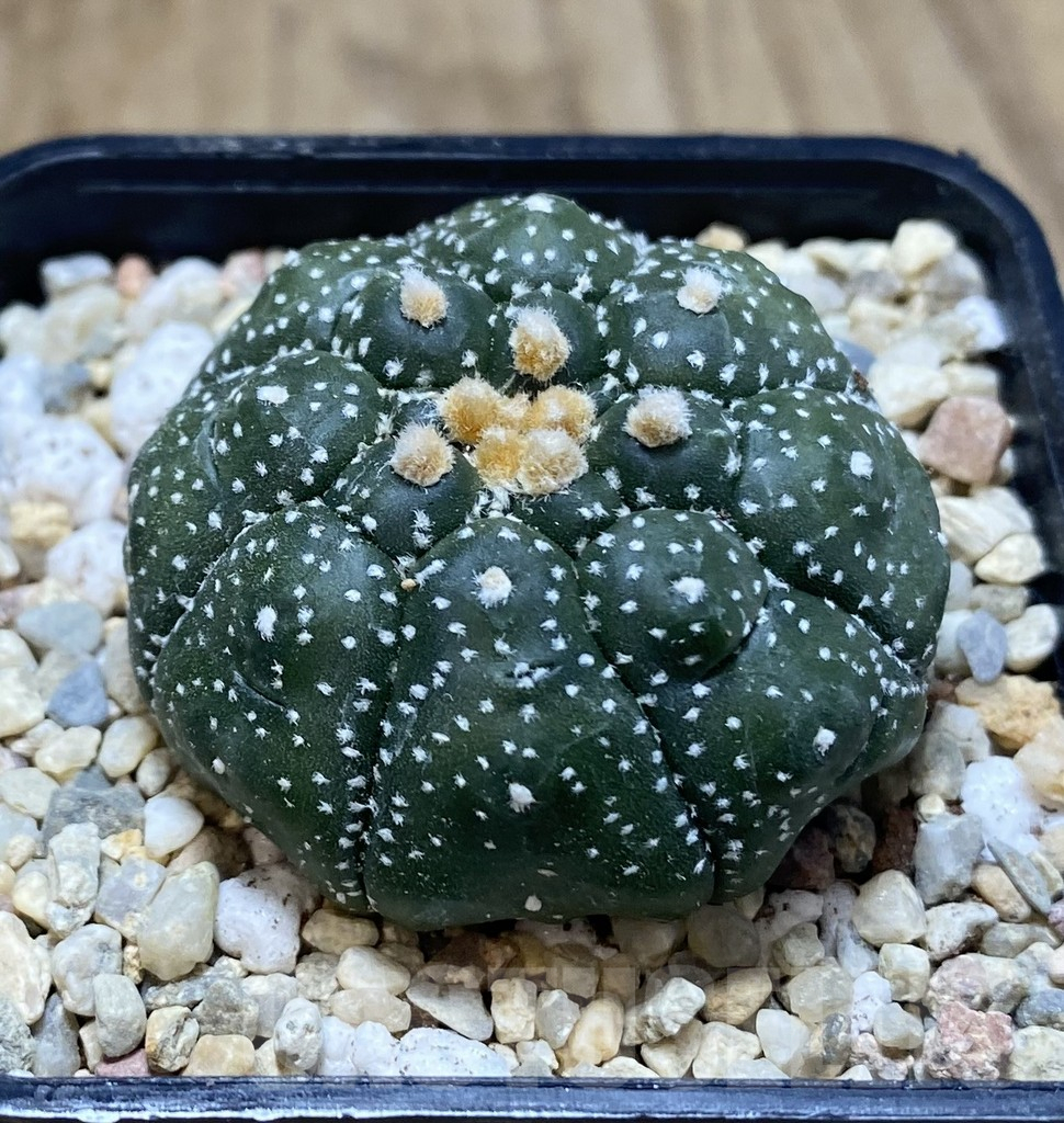 SHPR39047 Astrophytum asterias ‘Kikko’ - 画像 (2)