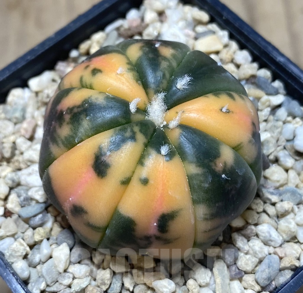 SHPR39049 Astrophytum asterias ‘Red Purple Skin’ f. variegata