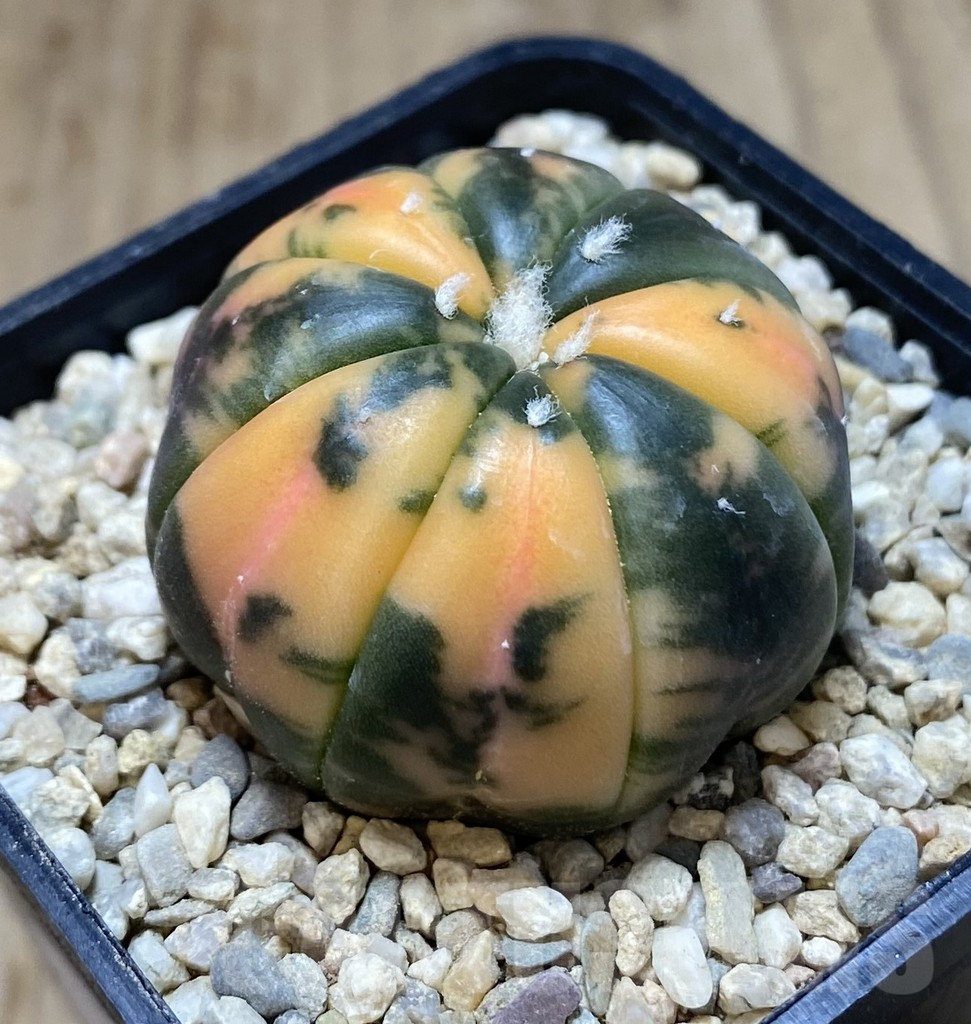 SHPR39049 Astrophytum asterias ‘Red Purple Skin’ f. variegata - Image 2