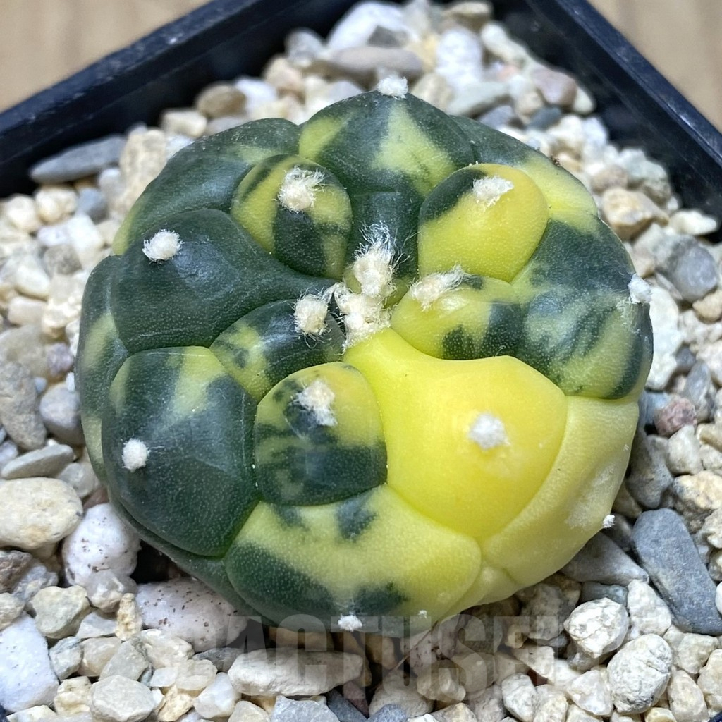 SHPR39050 Astrophytum asterias ‘Kikko’ f. variegata