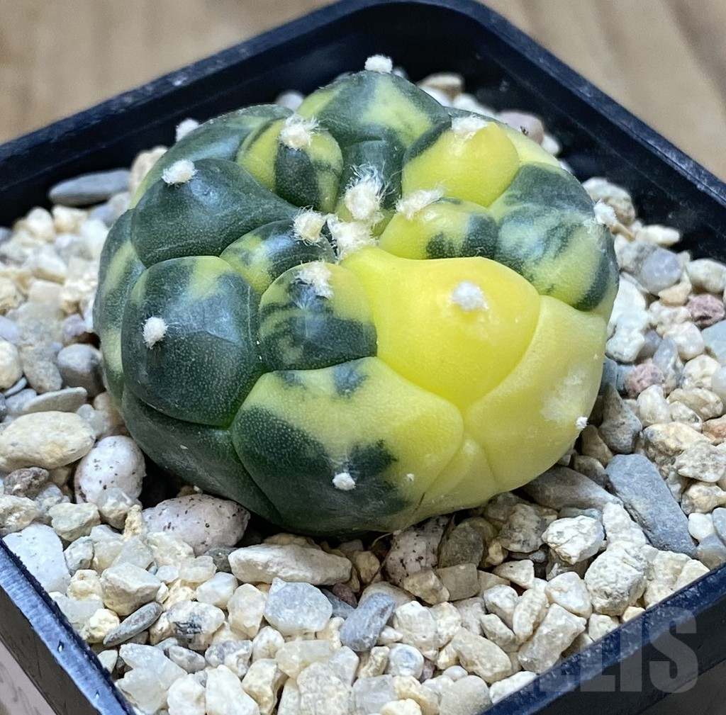 SHPR39050 Astrophytum asterias ‘Kikko’ f. variegata - 画像 (2)