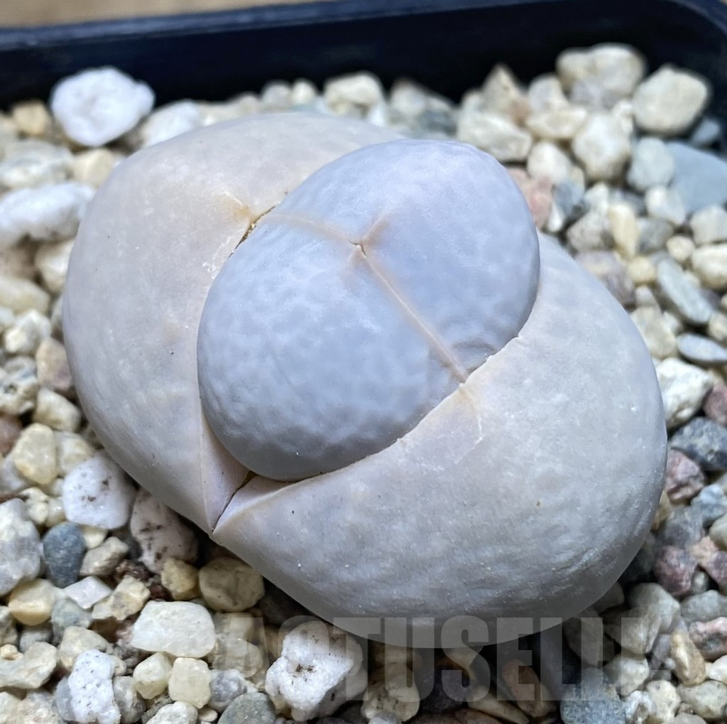 SHPR39053 Dinteranthus pole-evansii - 画像 (2)