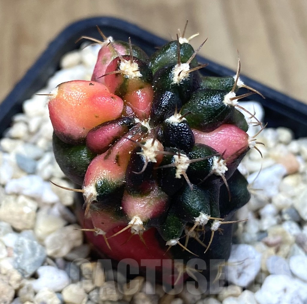 SHPR39054 Gymnocalycium mihanovichii ‘Transformer’ f. variegata, seedling