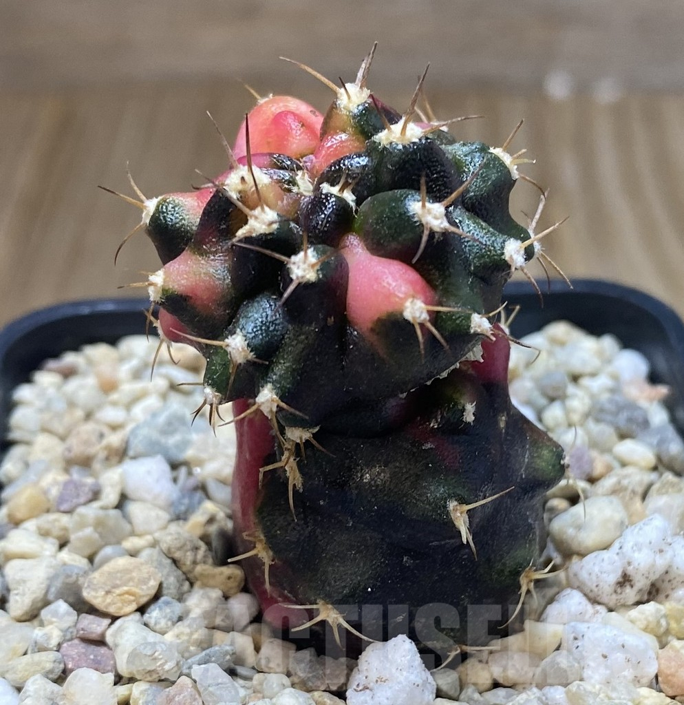 SHPR39054 Gymnocalycium mihanovichii ‘Transformer’ f. variegata, seedling - Image 2