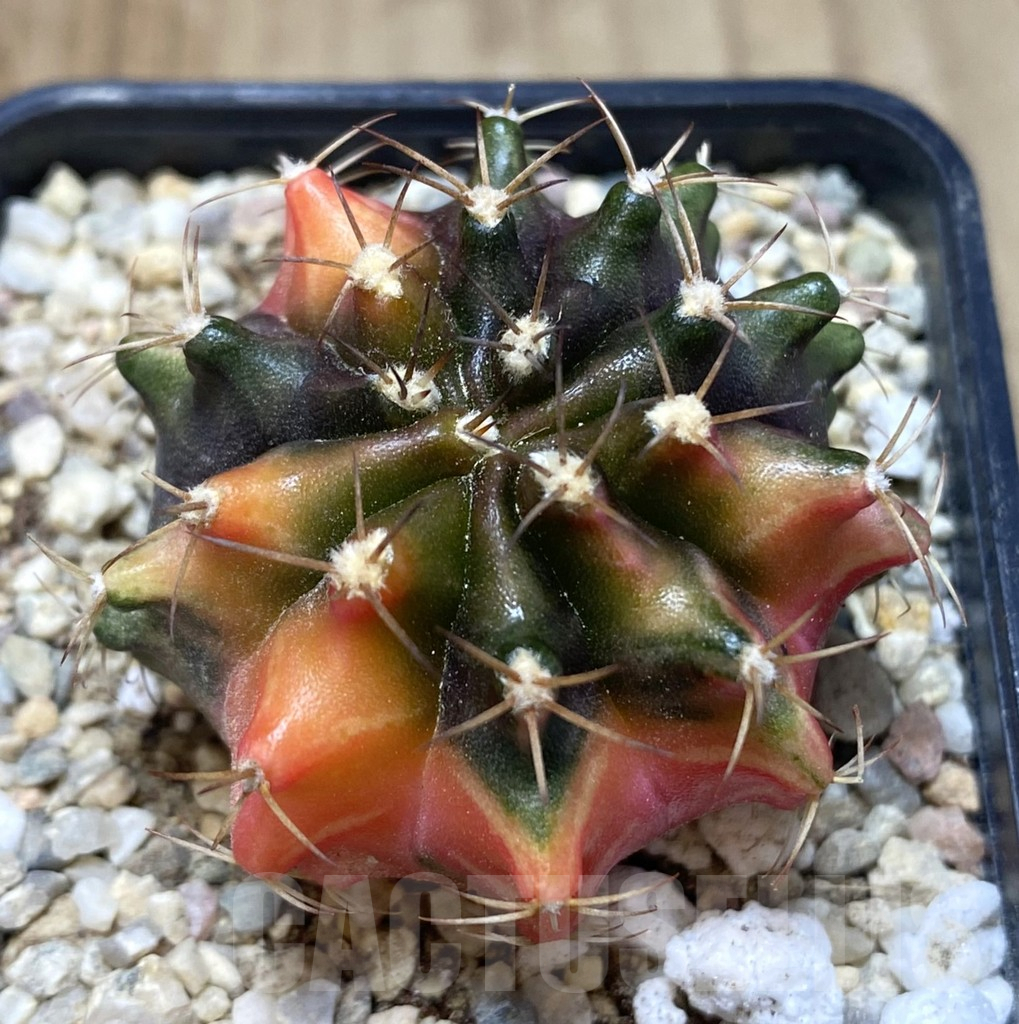 SHPR39055 Gymnocalycium mihanovichii ‘Transformer’ f. variegata, seedling