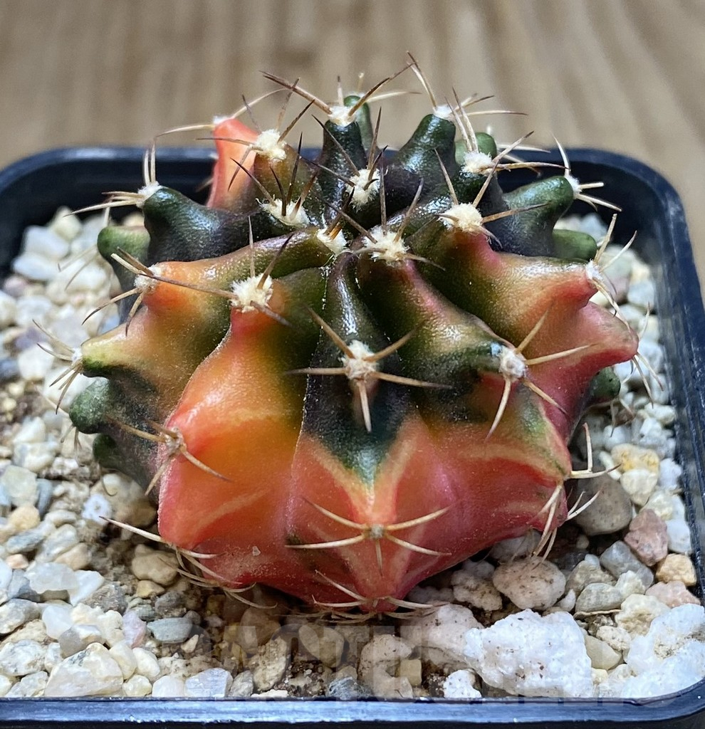 SHPR39055 Gymnocalycium mihanovichii ‘Transformer’ f. variegata, seedling - Image 2