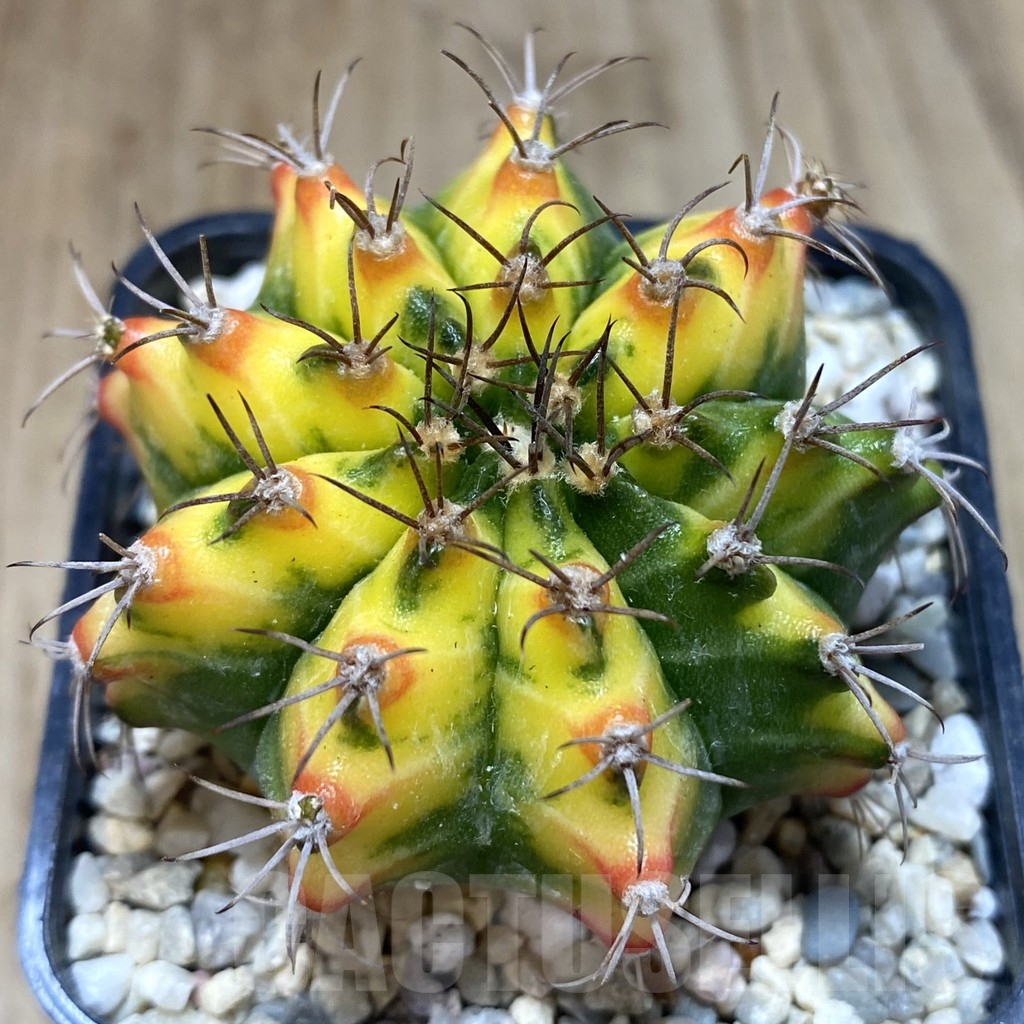 SHPR39059 Gymnocalycium mihanovichii ‘Multicolor’ clon2