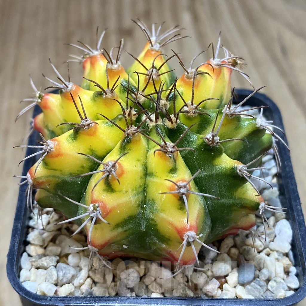 SHPR39059 Gymnocalycium mihanovichii ‘Multicolor’ clon2 - Image 2