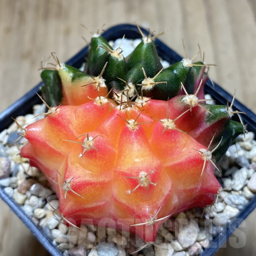SHPR39060 Gymnocalycium mihanovichii ‘Transformer’ f. variegata, seedling