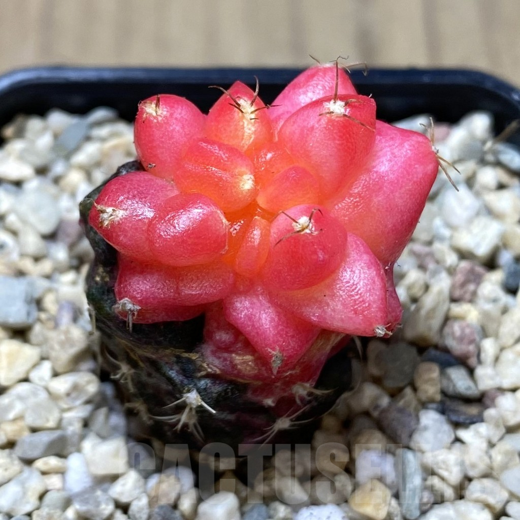 SHPR39156 Gymnocalycium mihanovichii ‘Transformer’ hybrid f. variegata, seedling