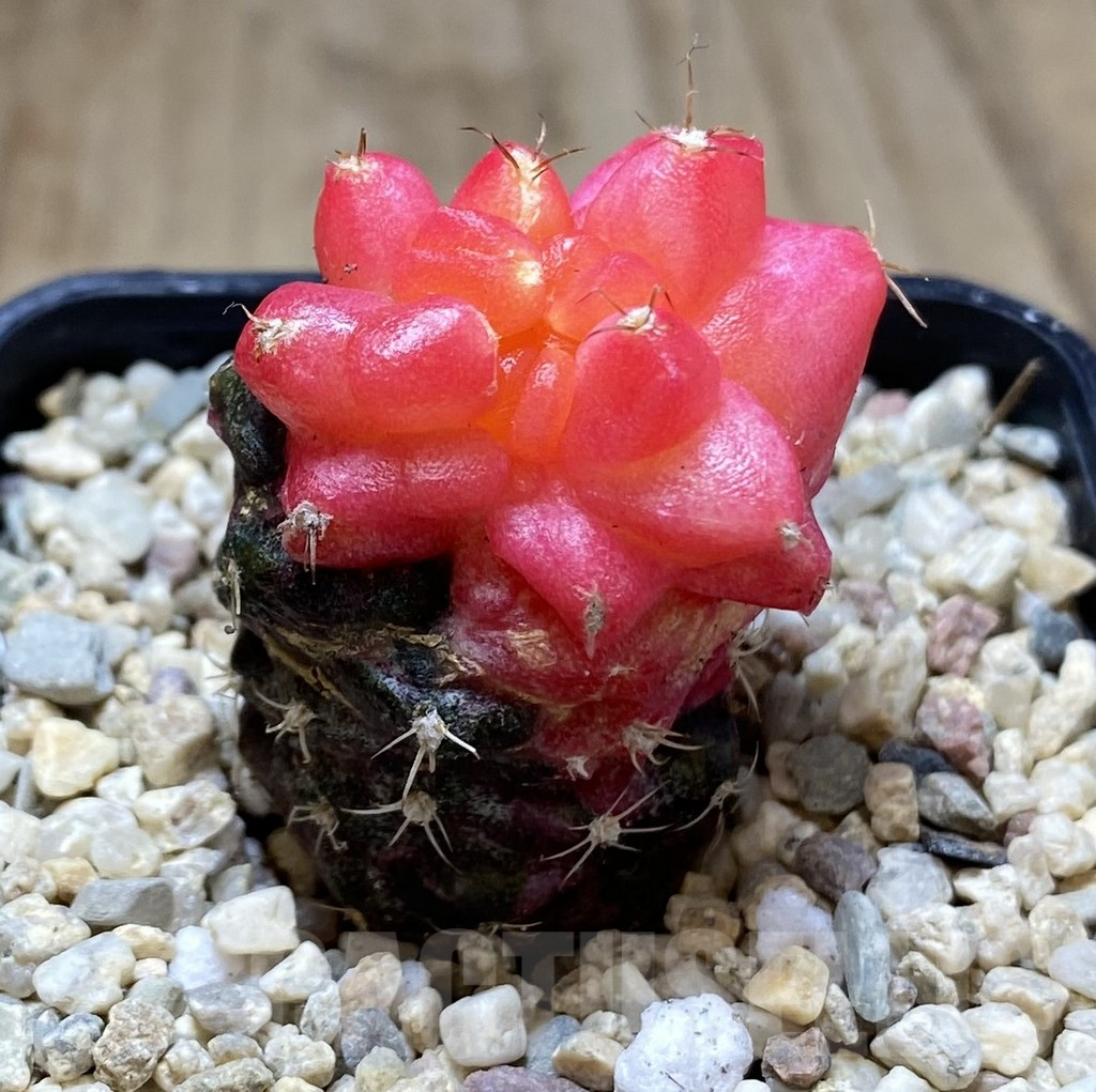 SHPR39156 Gymnocalycium mihanovichii ‘Transformer’ hybrid f. variegata, seedling - Image 2