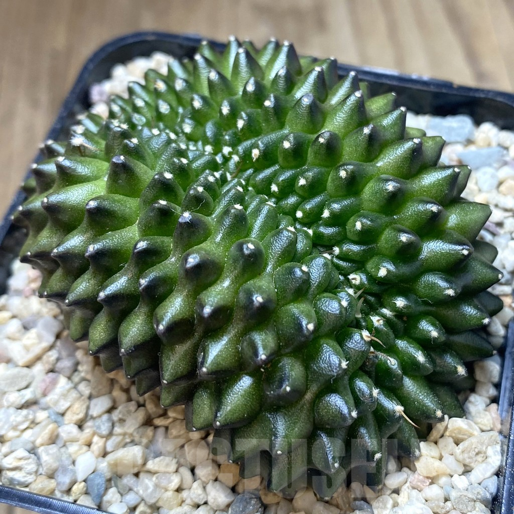 SHPR39199 Gymnocalycium mihanovichii ‘inermis’ f. cristata